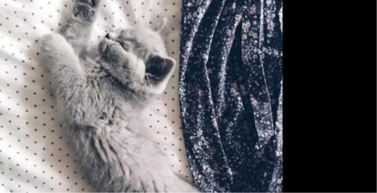 Kedi Besleyen İnsanların Evde Dikkat Etmesi Gereken Şeyler Nelerdir?