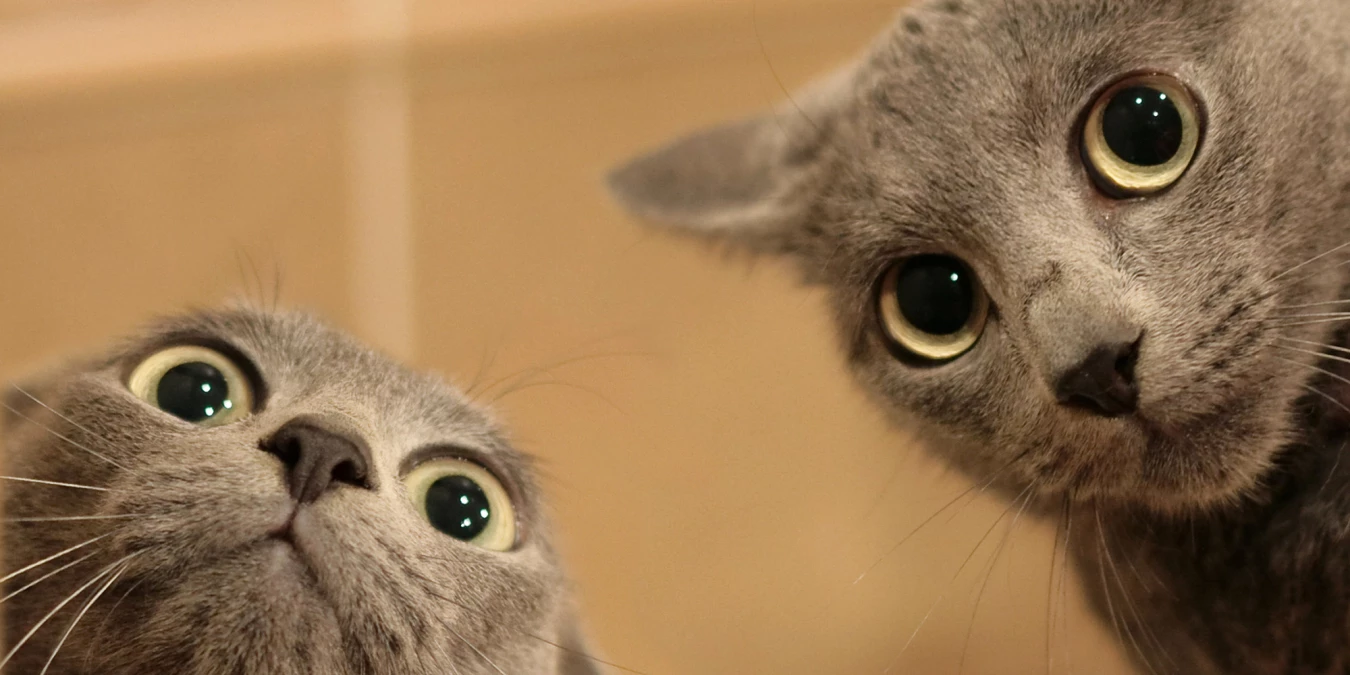 Kedilerde Göz Akıntısı Nasıl Oluşur ve Nasıl Önlenir?