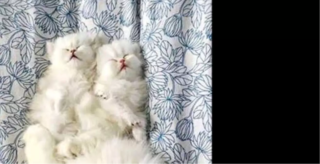 Kedilerde Tırnak Bakımı Nasıl Yapılmalıdır?