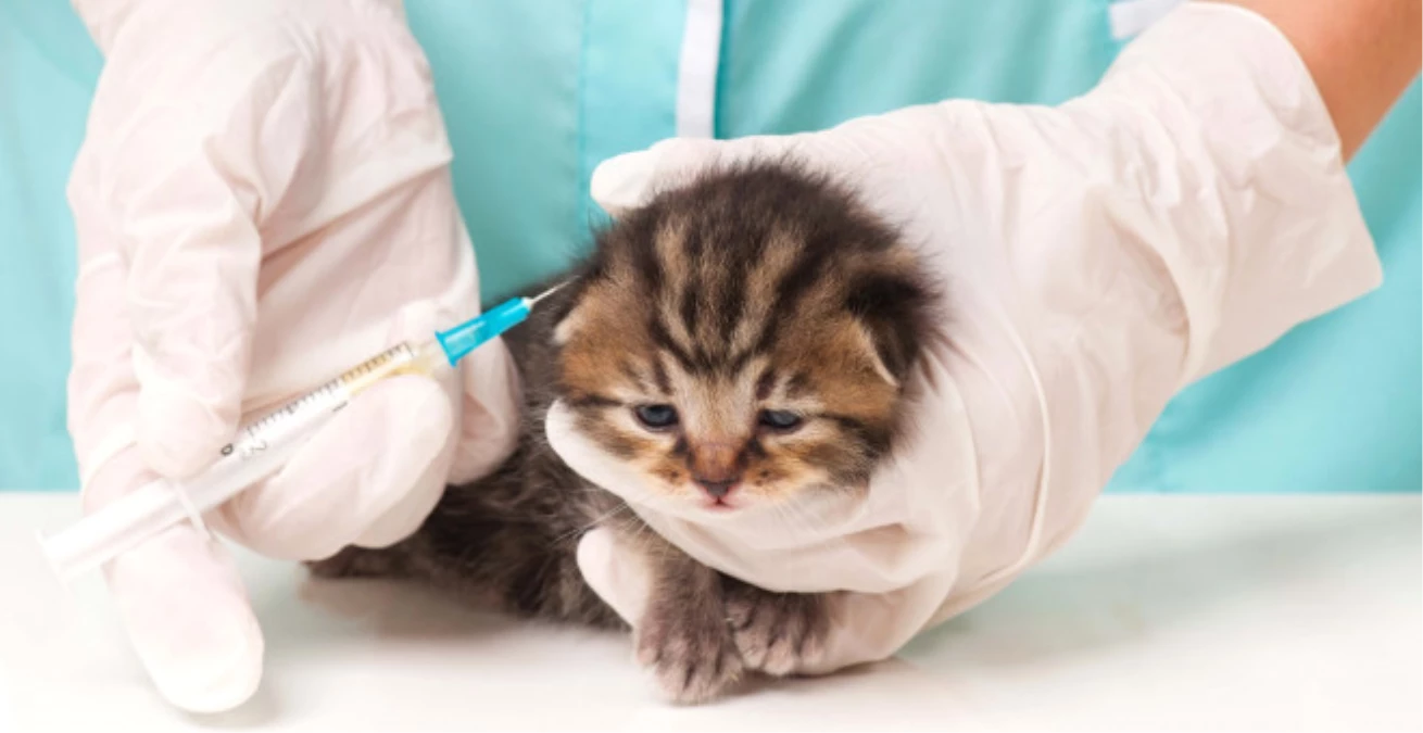 Kedilerin Aşı Takvimi Nasıldır, Her Yıl Tekrarlanması Gereken Aşılar Nelerdir?