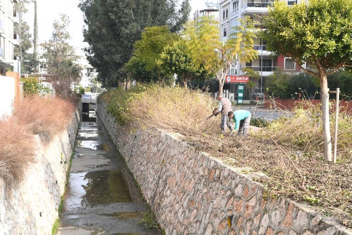 Konyaaltı\'nda Ağaçlara Bakım