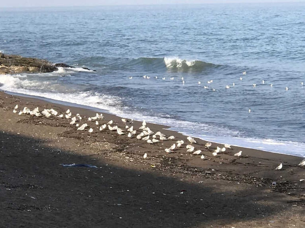Martıların Kumsal Keyfi