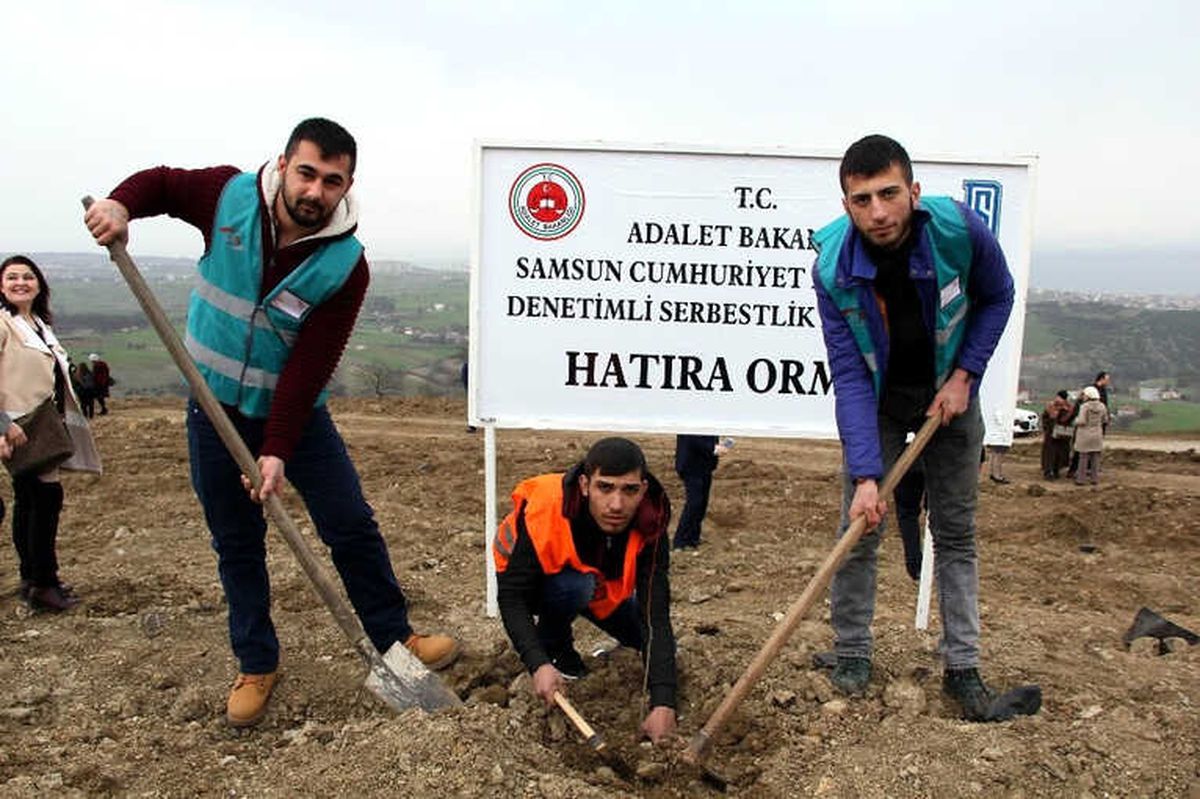 Samsun\'da Hükümlüler Fidan Dikti