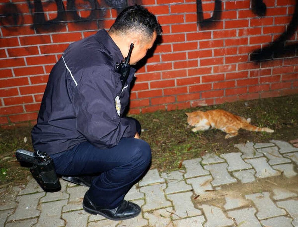 Sürücünün Çarpıp Kaçtığı Yaralı Kedinin Yardımına Vatandaş ile Polis Koştu