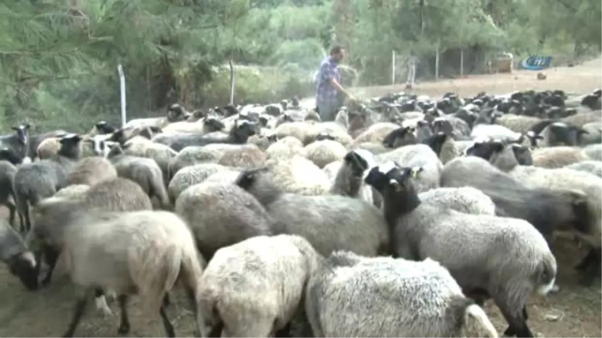 Bursa Damızlık Koyun Keçi Birliği Başkanı Oran: "300 Koyun Projesi Cumhuriyet Tarihi Boyunca...