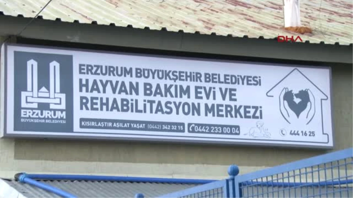 Erzurum-Kazaya Neden Olan Düve 18 Aydır Gözaltında-Hd