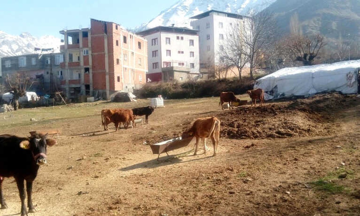 Hayvanları ile Birlikte İlçe Merkezine Yerleştiler