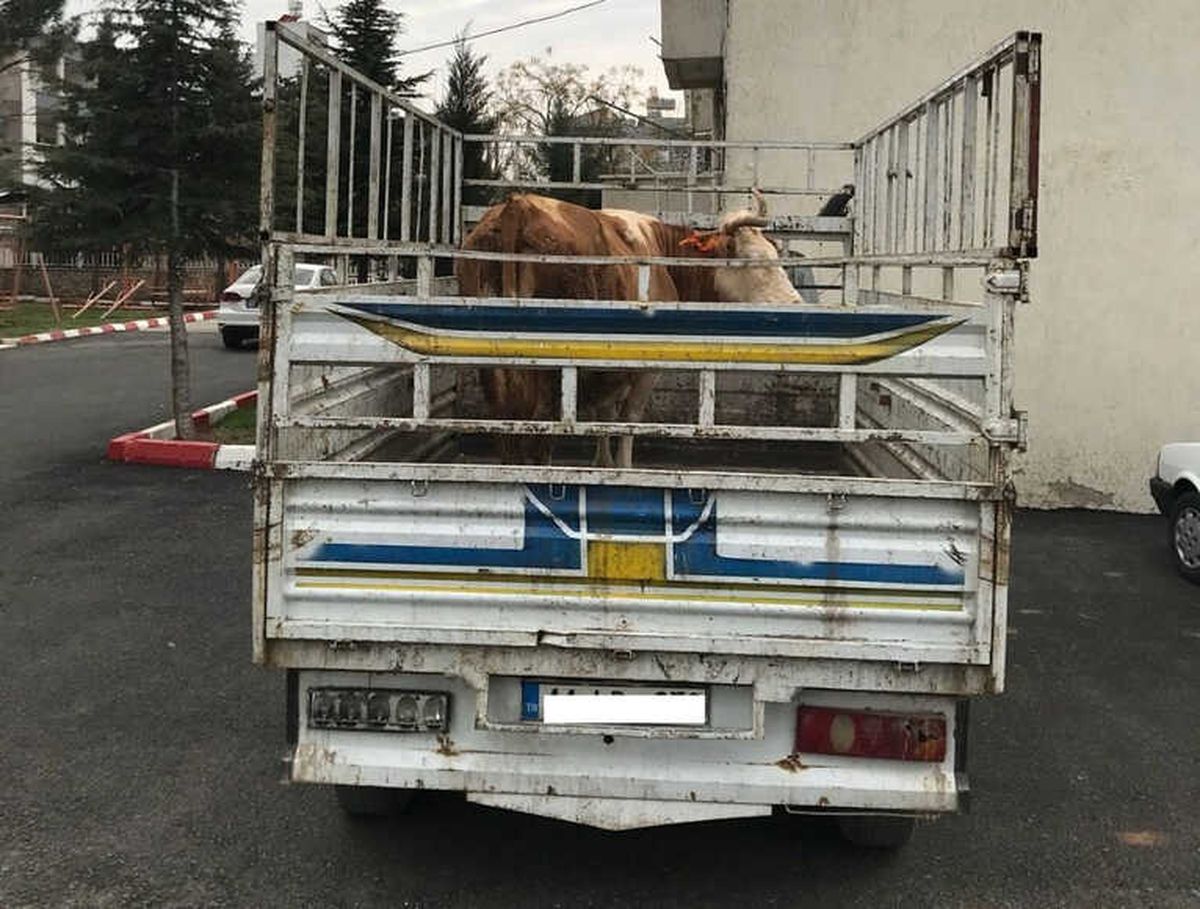 Jandarma Hayvan Hırsızlarını Yakaladı