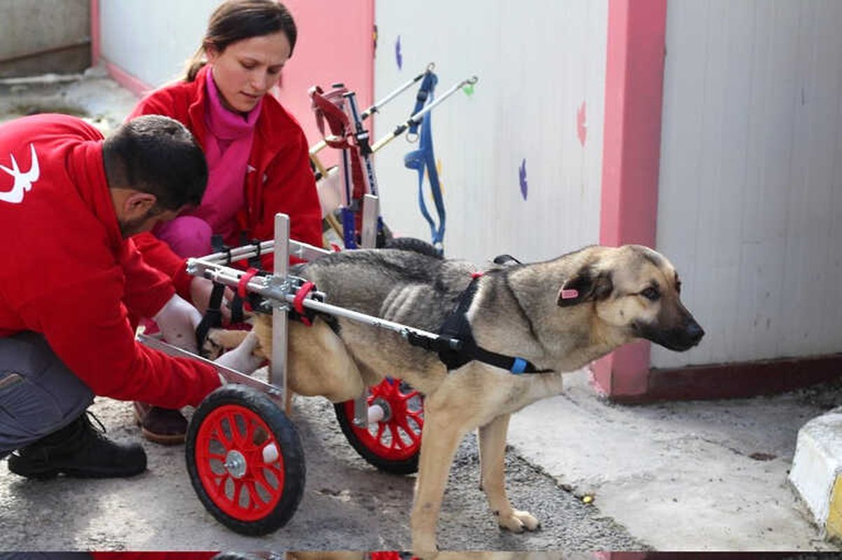 Engelli Köpekler Yürüteçle Hayata Tutundu