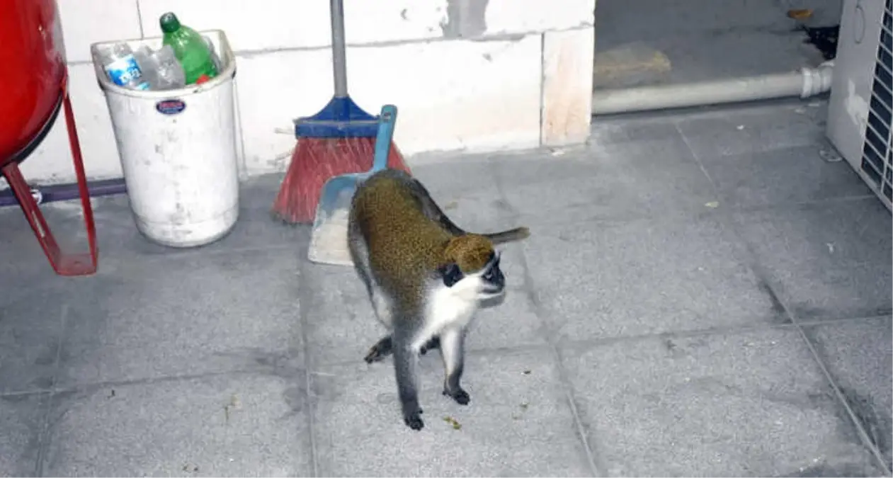 Hırsız, Maymun Çıktı