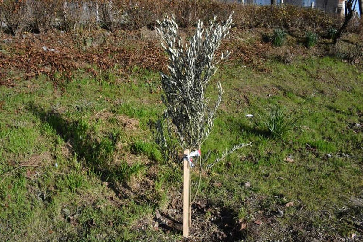 Sinoplu Muhtardan \'Zeytin Dalı Harekatı\'na Destek