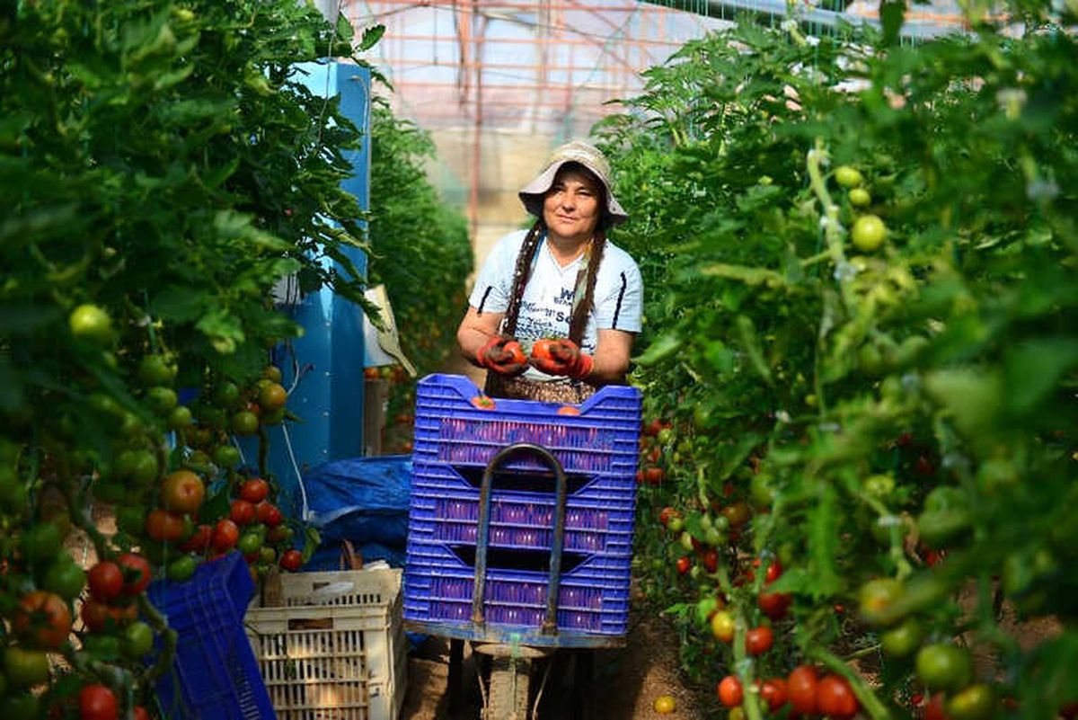 Üreticilerden Hormon ve İlaç Kalıntısı Tepkisi