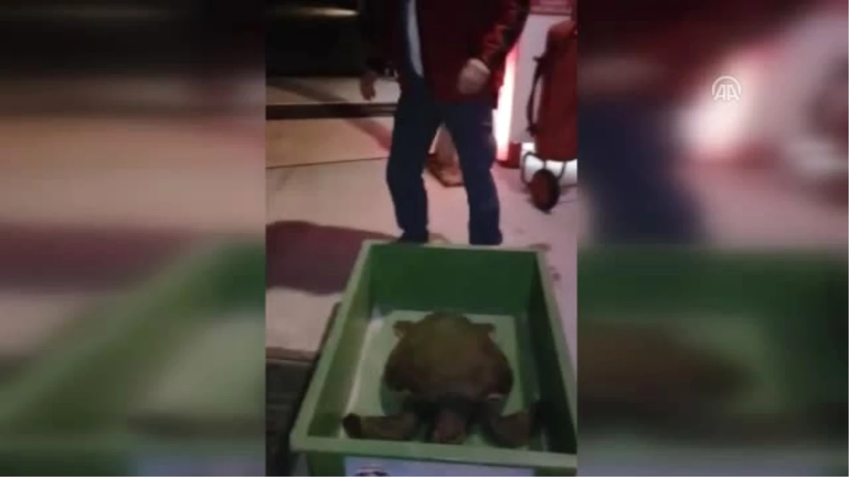 Bodrum\'da "Halsiz Düşen" Deniz Kaplumbağası Kurtarıldı
