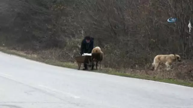 Doğum Yapan Koyun Bir An Olsun İkiz Yavrularının Yanından ...