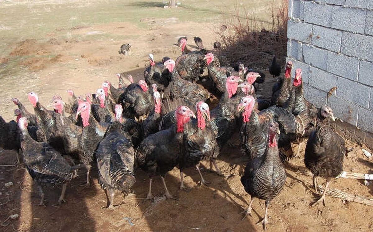 Bitlis\'in İlk Hindi Çiftliği Kuruldu