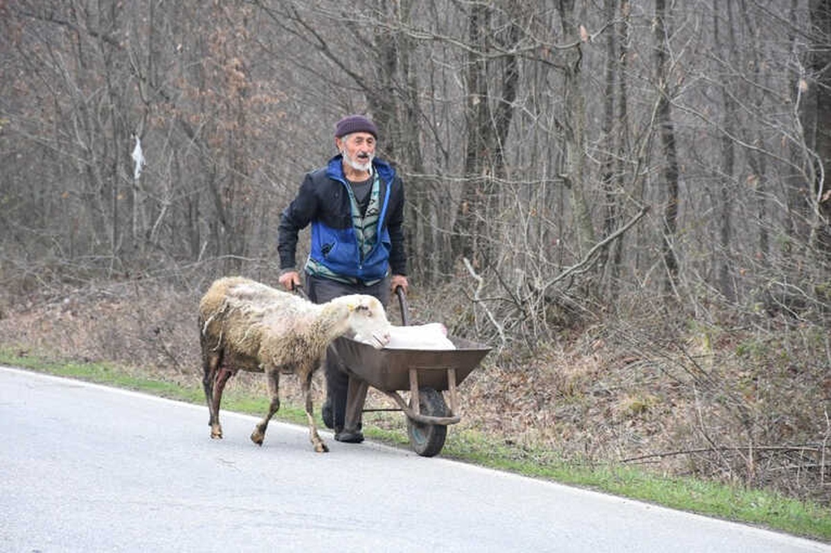 Doğum Yapan Koyun Bir An Olsun İkiz Yavrularının Yanından Ayrılmadı