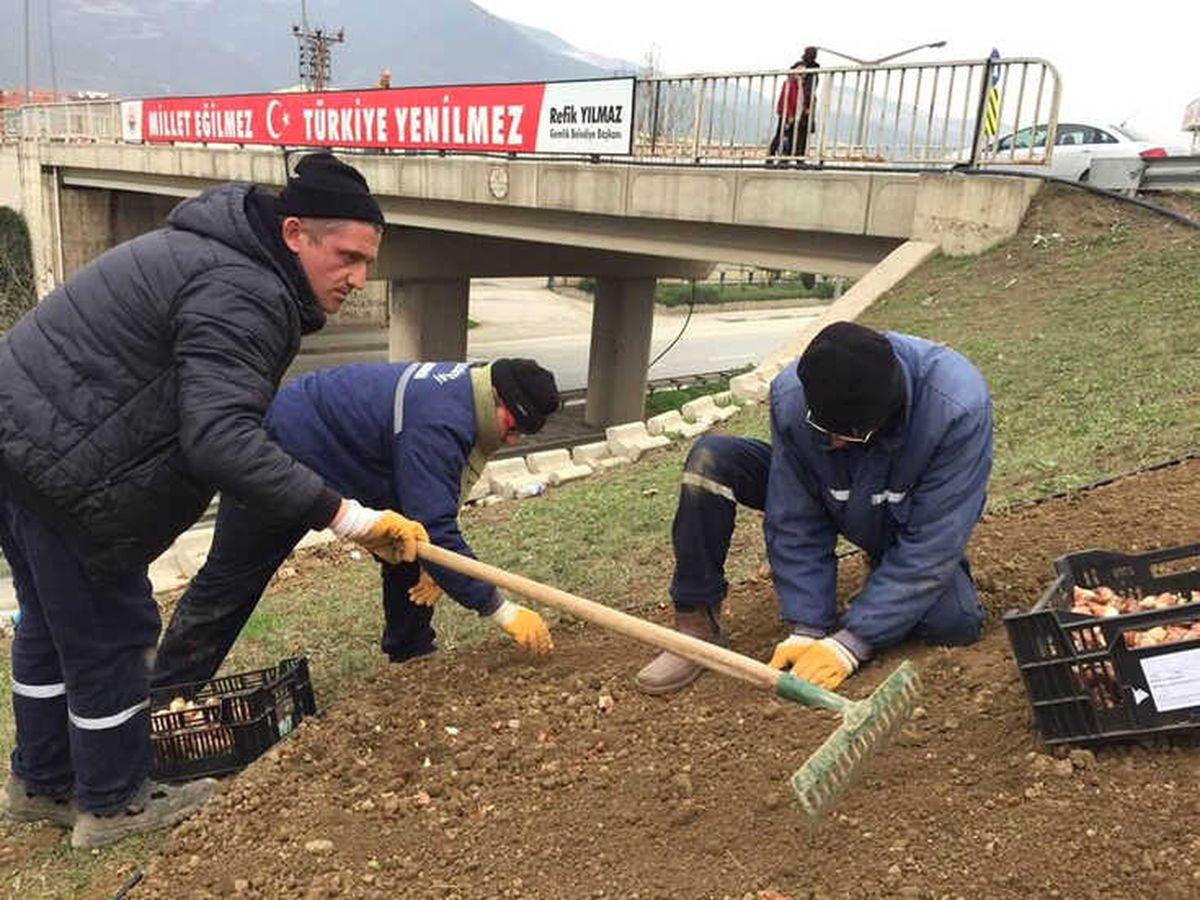 26 Bin Lale Toprakla Buluşuyor