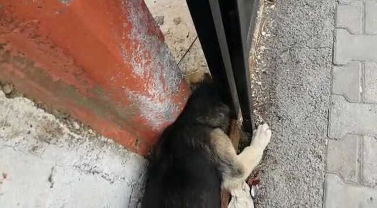 Başını Duvar ile Kapı Arasına Sıkışan Köpek Kurtarıldı