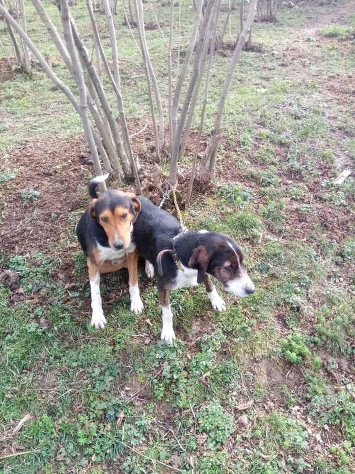 Bir Haftadır Kayıp Olan Köpekler Bulundu