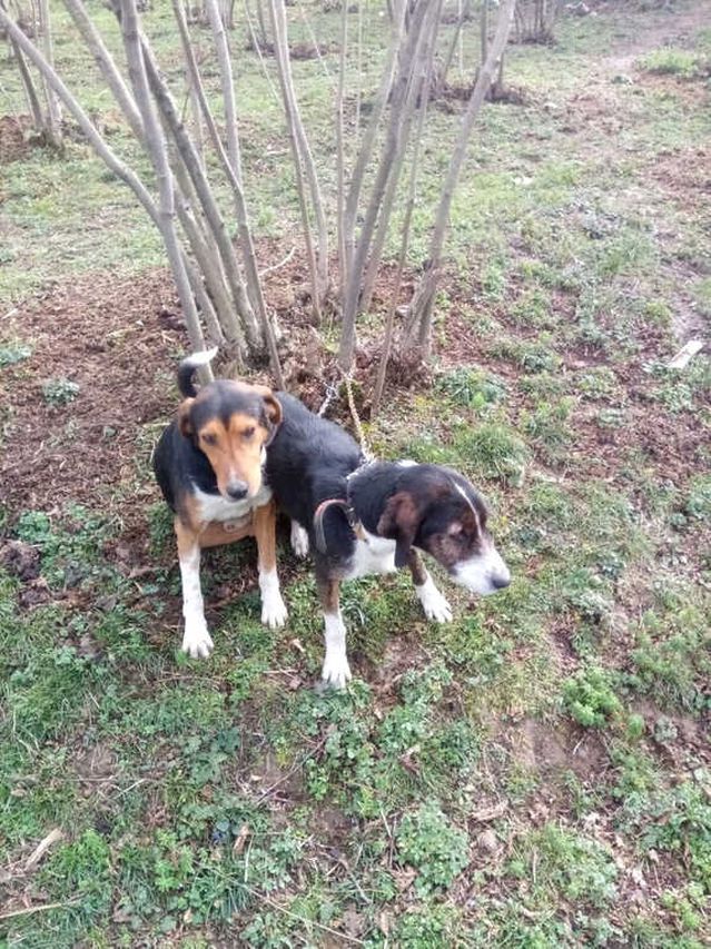 Bir Haftadir Kayip Olan Kopekler Bulundu Son Dakika