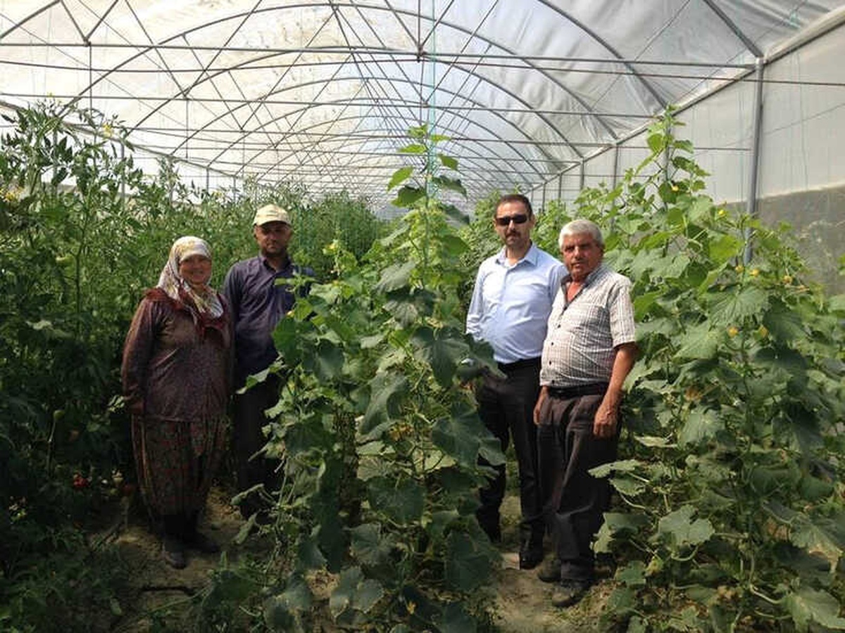 Büyükşehir\'in Kurduğu Seralarda Üretim Kışın da Sürüyor