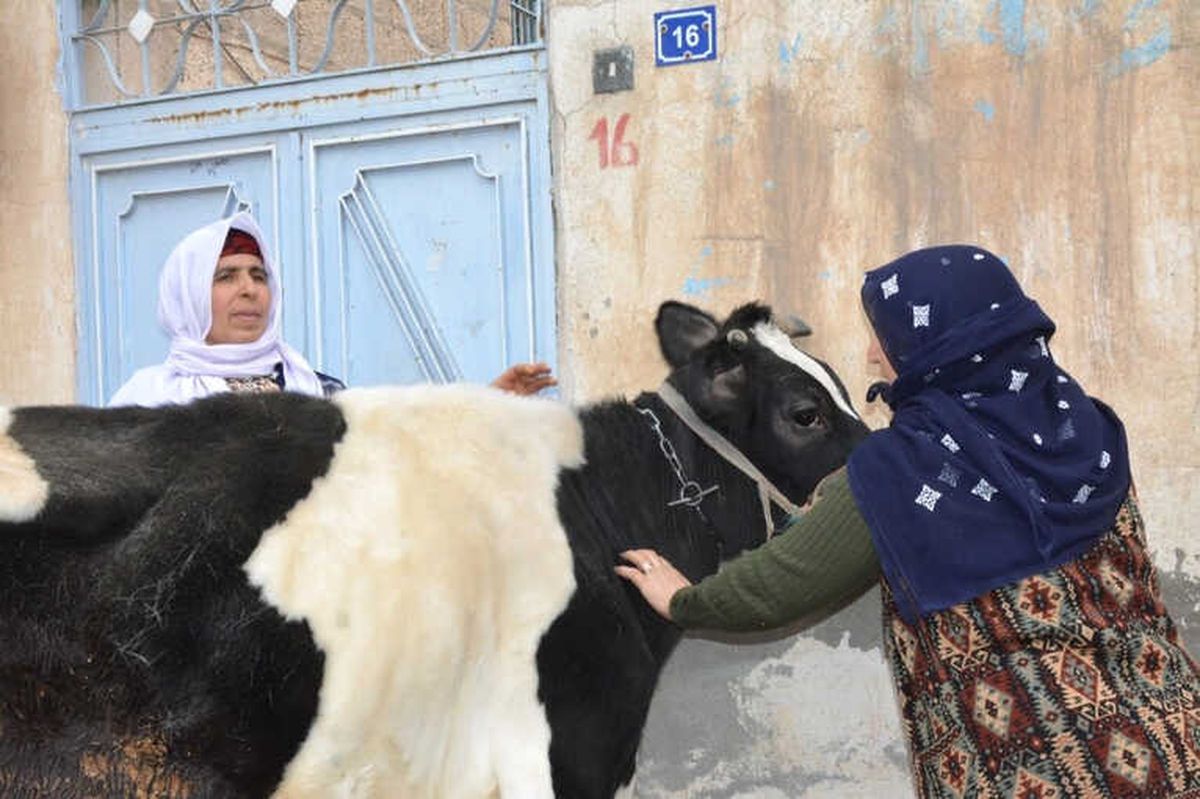 Çalınan İnek Bulundu