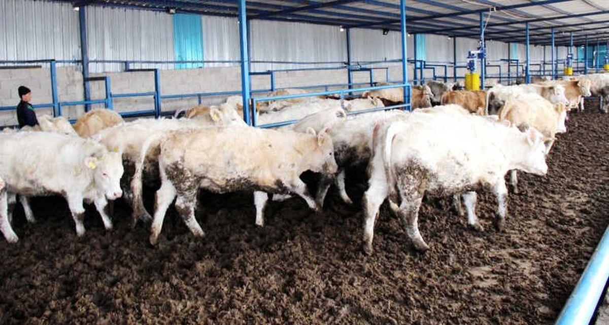 Devlet Desteği ile Damızlık İnek İthal Etti