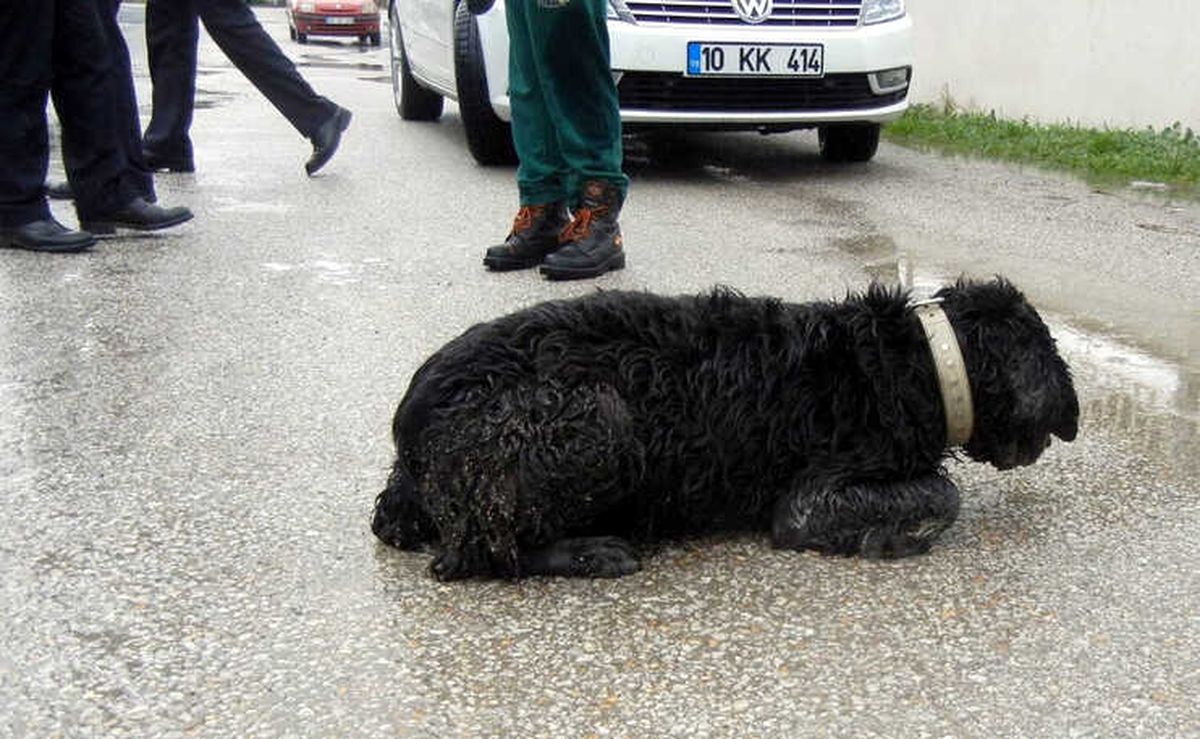 Edremit\'te Köpek Katliamı