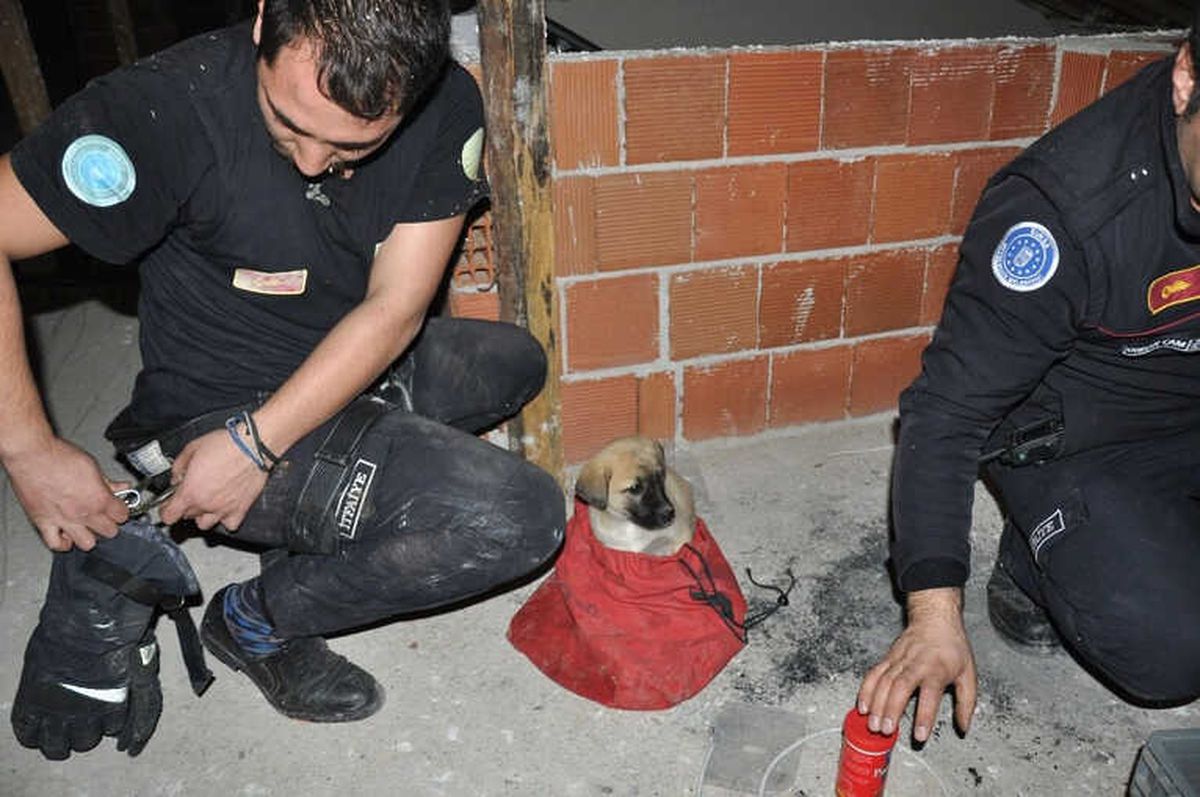 Havalandırma Boşluğuna Düşen Yavru Köpeği İtfaiye Kurtardı