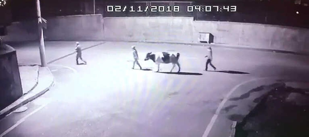 Siverek\'te Dul Kadının İneğini Çaldılar