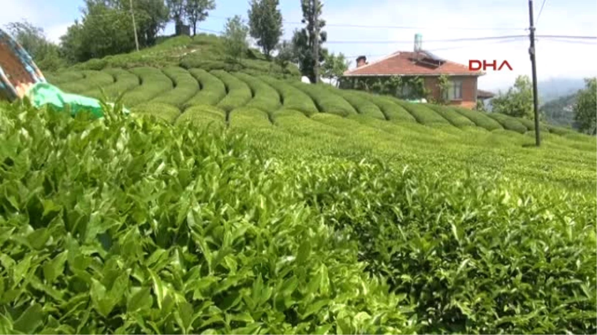 Rize-Üretimi Artan Beyaz Çay Yine Yetmedi