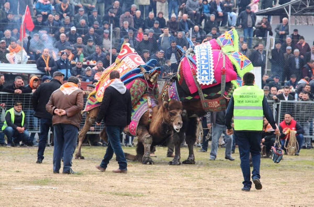 Umurbey Deve Güreşleri Nefes Kesti