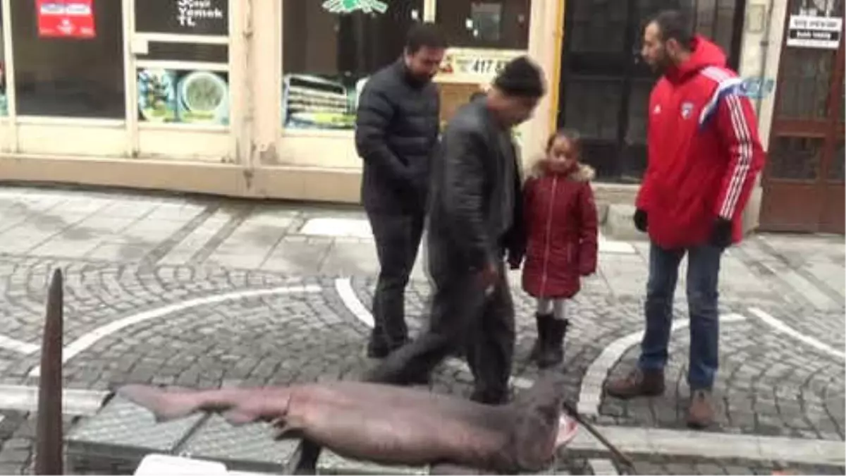 Camgöz Köpek Balığı Görenleri Şaşırttı