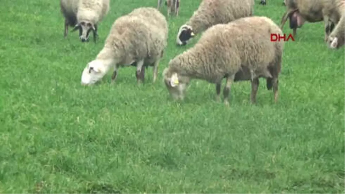 Çanakkale Kuzuların Anneleriyle Buluşma Anı