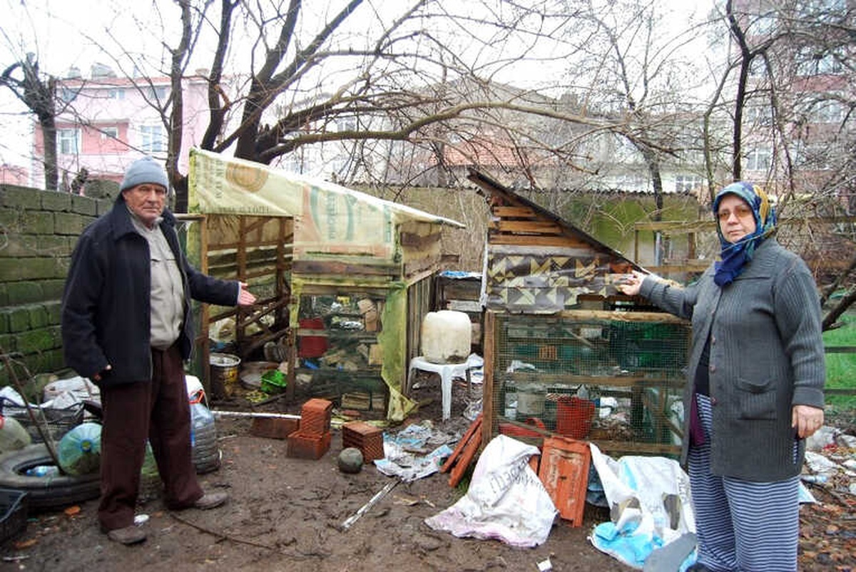 Kümese Giren Köpekler 50 Tavuğu Telef Etti