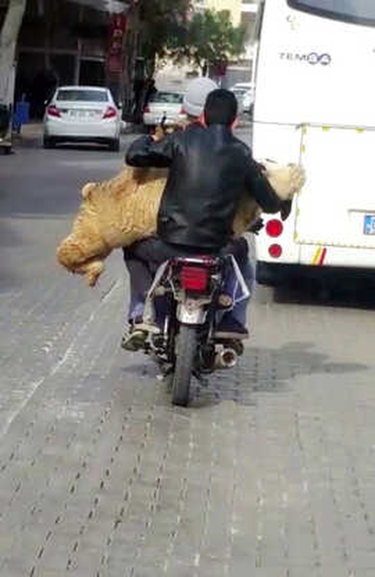 Motosiklette Koyun Taşıdılar