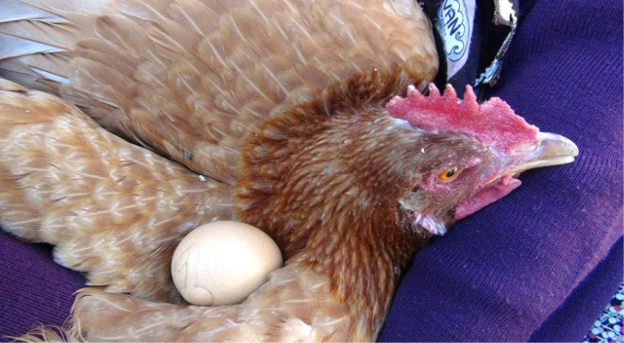Üzerinde "1" Yazan Yumurtayı Bin Liradan Satışa Çıkardı