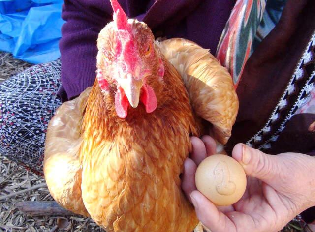 Üzerinde '1' Yazan Yumurtayı Bin Liradan Satışa Çıkardı
