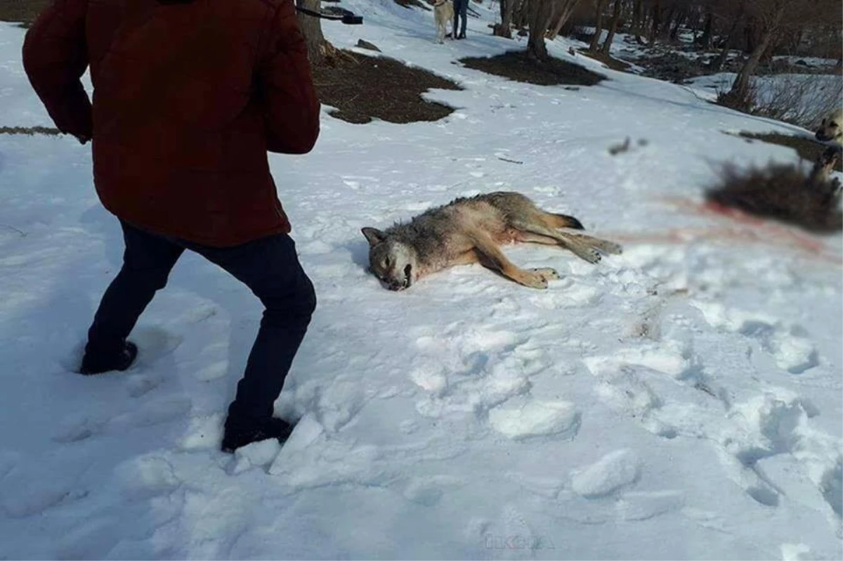 Ağrı\'da Köye İnen Kurt Köpekler Tarafından Parçalandı