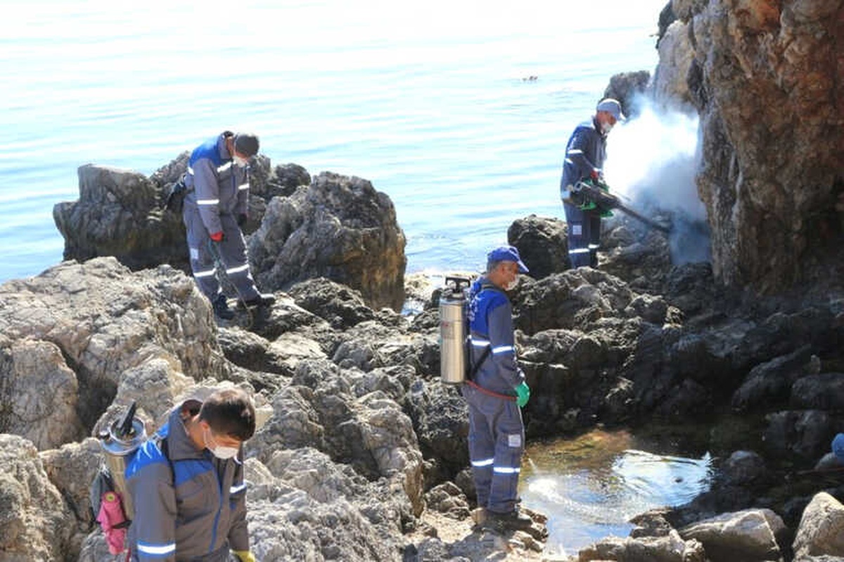 Alanya\'da Sinek Şikayeti Yüzde 300 Azaldı