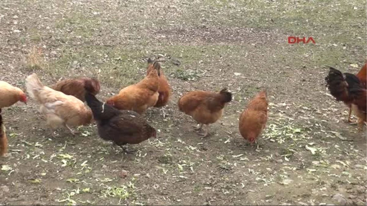 Amasya Sadık Amcanın Tavukları Mavi Yumurtluyor