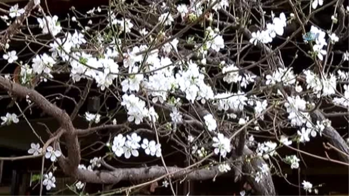 Erzincan\'da 14 Şubat\'ta Ağaçlar Çiçek Açtı