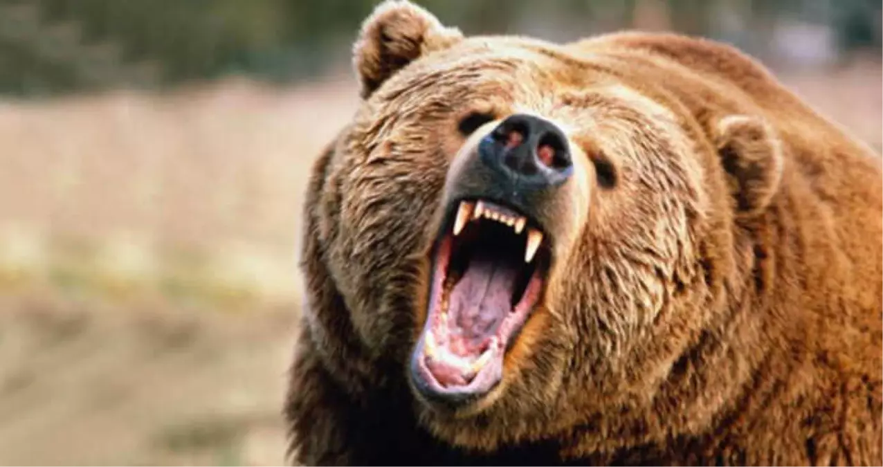 Kars\'ın Bozayıları Dünyaya Açıldı! Türkiye\'nin İlk Yaban Hayat Belgeseli Çekildi