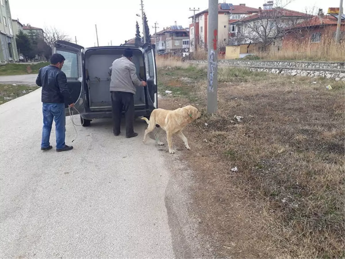 Kısırlaştırılan Sokak Hayvanları Mikroçiplerle de Takip Ediliyor