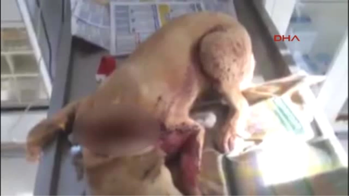 Antalya Köpeğin Ensesini Bıçakla Kesip Kaçtı