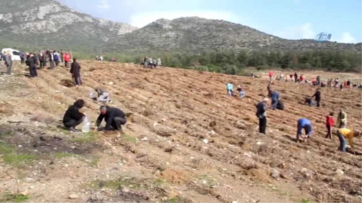 Datça\'da Geçen Yıl Yanan Alanlar Afrin Şehitleri Anısına Yeniden Ağaçlandırıldı