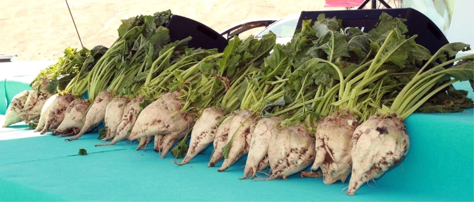 Şeker Pancarı, Yozgat Ekonomisine Katkı Sağlıyor