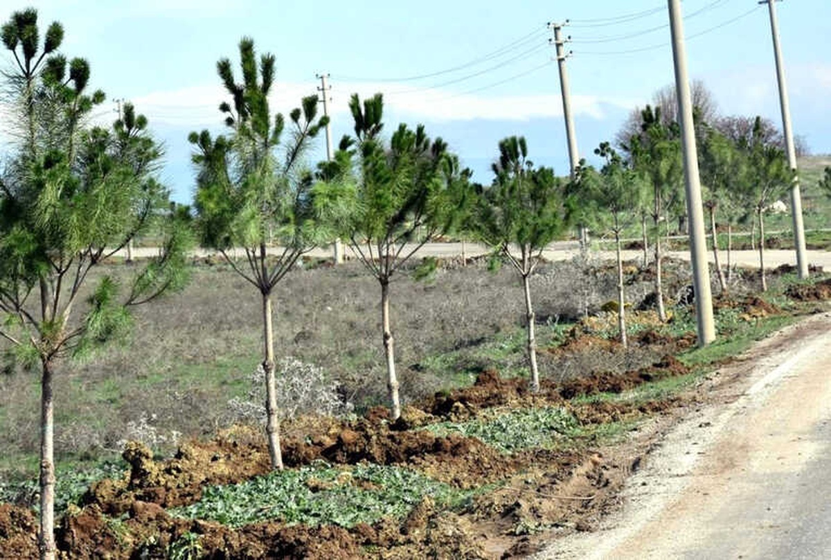 Aliağa Belediyesi Mezarlık Yolunu Ağaçlandırdı