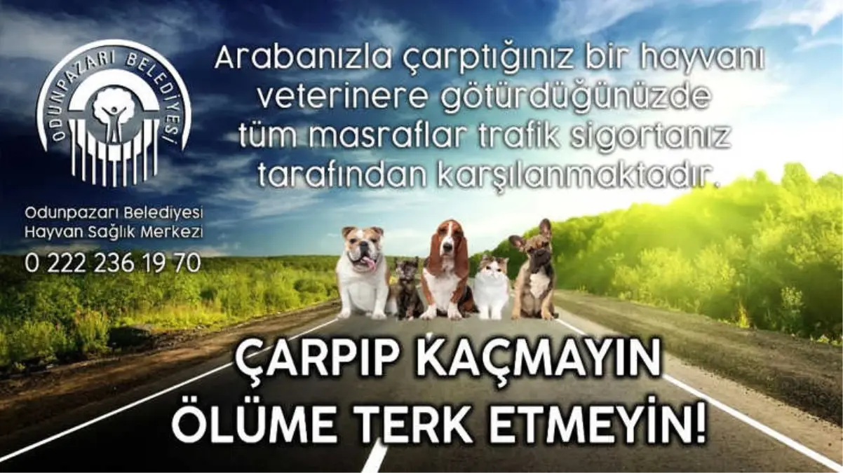 Aracın Çarptığı Köpeğe Kısa Süre İçerisinde Yardım Eli Uzandı