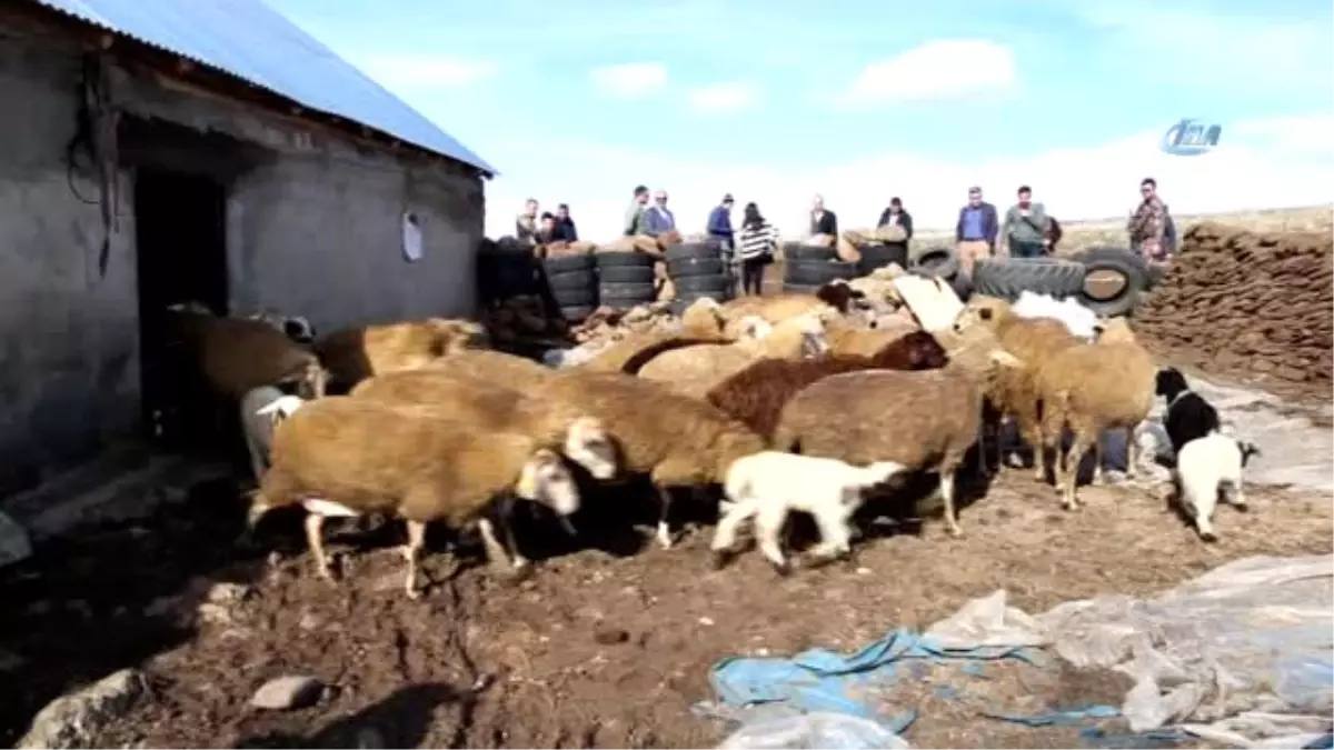 Yardım Koyunları Beşiz ile Üçüz Doğuruyor